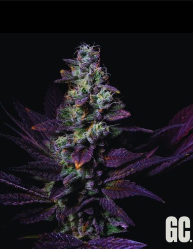 Tatín (Grand Cru Genetics) 🍰 Profil terpénique Apple Cake