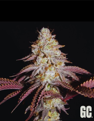 Crash Crimes (Grand Cru Genetics) 🍯 Terpènes sucrés