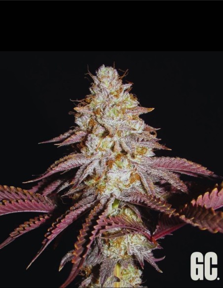 Crash Crimes (Grand Cru Genetics) 🍯 Terpènes sucrés