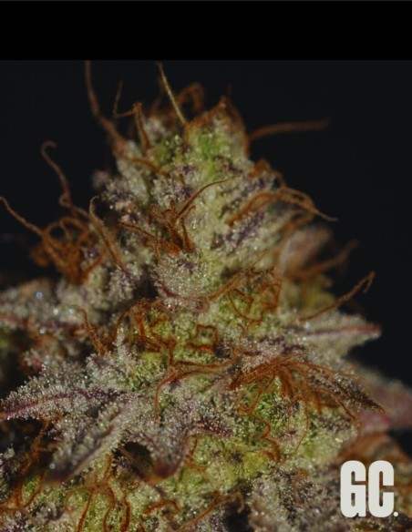 Crash Crimes (Grand Cru Genetics) 🍯 Terpènes sucrés