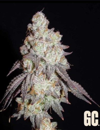 Frenchy's Lass (Grand Cru Genetics) 🧠 Cultivateur avancé