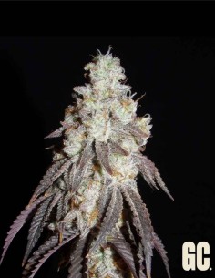 Frenchy's Lass (Grand Cru Genetics) 🧠 Cultivateur avancé 2