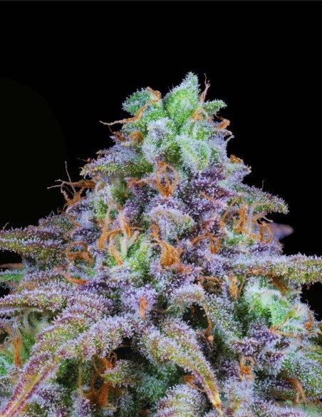 Grape Guava (Grand Cru Genetics) 🍇 Saveur d’élite