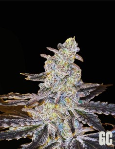 Jelly Banana (Grand Cru Genetics) 🍌 La douceur de la banane