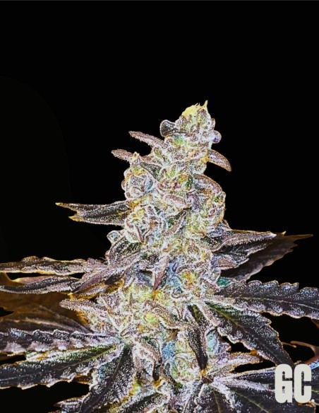 Jelly Banana (Grand Cru Genetics) 🍌 La douceur de la banane