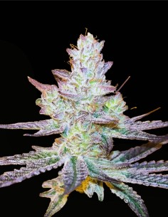 Jelly Banana (Grand Cru Genetics) 🍌 La douceur de la banane 2