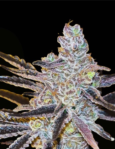 Jelly Banana (Grand Cru Genetics) 🍌 La douceur de la banane