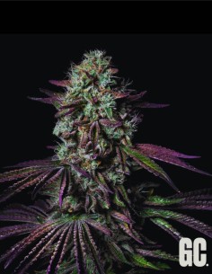 Blanc Fumé (Grand Cru Genetics) 🔥 Saveur puissante