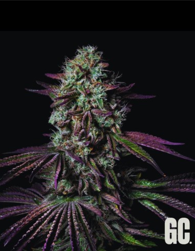 Blanc Fumé (Grand Cru Genetics) 🔥 Saveur puissante