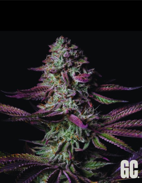 Blanc Fumé (Grand Cru Genetics) 🔥 Saveur puissante