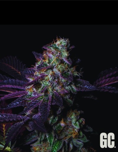 Blanc Fumé (Grand Cru Genetics) 🔥 Saveur puissante