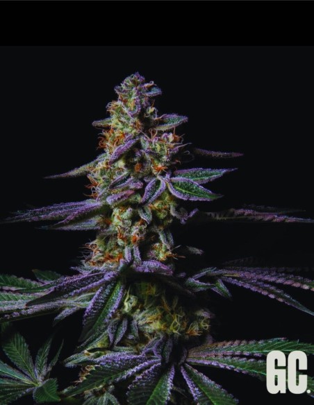 Blanc Fumé (Grand Cru Genetics) 🔥 Saveur puissante