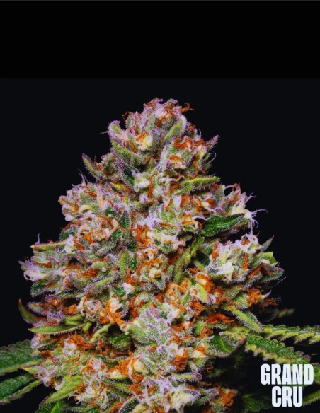 Honeycomb (Grand Cru Genetics) 🍌 Une puissance Banana Gas