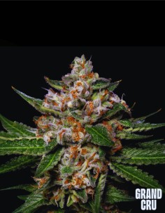 Honeycomb (Grand Cru Genetics) 🍌 Une puissance Banana Gas 2