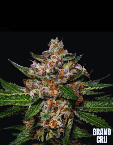 Honeycomb (Grand Cru Genetics) 🍌 Une puissance Banana Gas