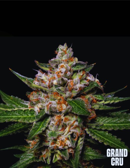 Honeycomb (Grand Cru Genetics) 🍌 Une puissance Banana Gas