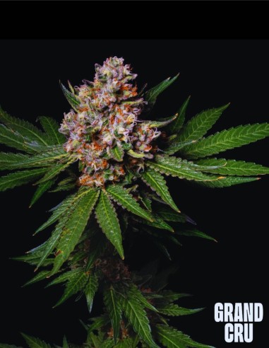 Honeycomb (Grand Cru Genetics) 🍌 Une puissance Banana Gas