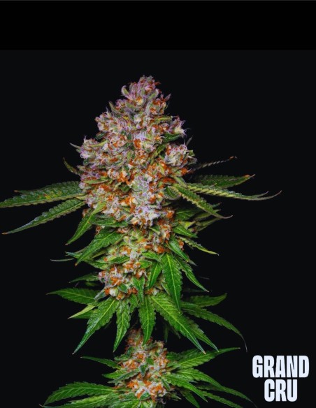 Honeycomb (Grand Cru Genetics) 🍌 Une puissance Banana Gas