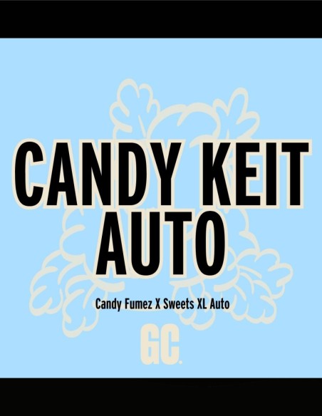Candy Keit Auto (Grand Cru Genetics) 🍬 Fast Candy Terpenes