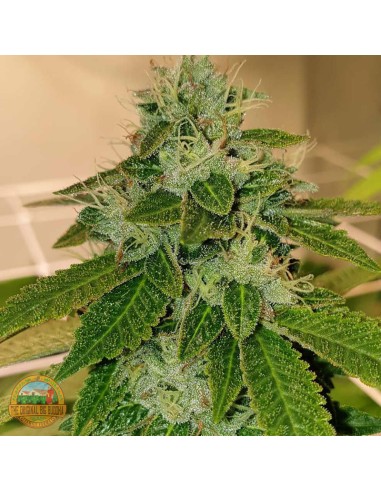 Original Cheese Seeds by The Original Big Buddha Farms