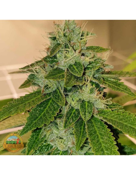 Original Cheese Seeds by The Original Big Buddha Farms