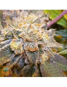Original Cheese Seeds by The Original Big Buddha Farms 2