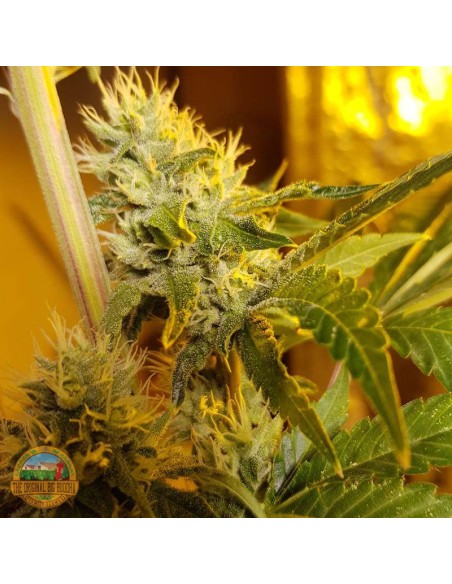 Original Cheese Seeds by The Original Big Buddha Farms