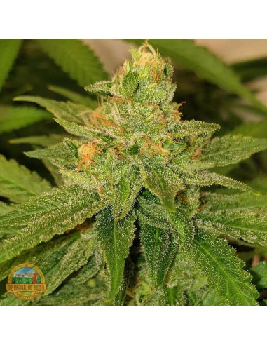 Original Cheese Seeds by The Original Big Buddha Farms