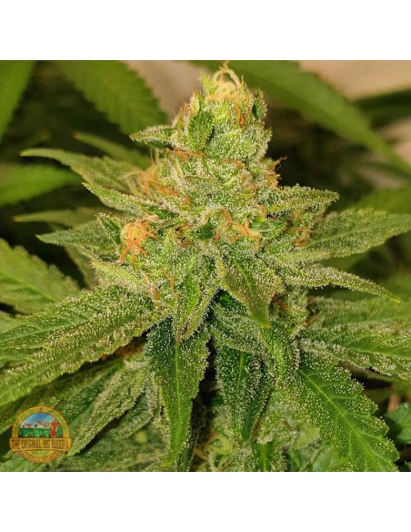 Original Cheese Seeds by The Original Big Buddha Farms