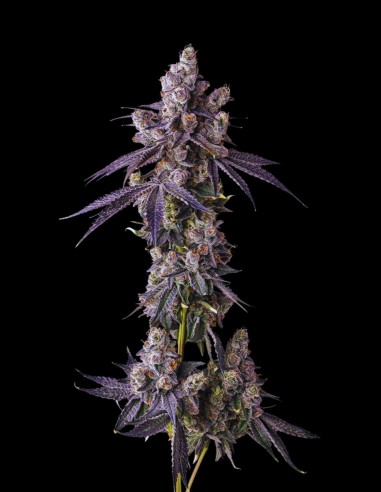 Mora Azul (Compound Genetics) 🫐 Colpo di gas ai mirtilli