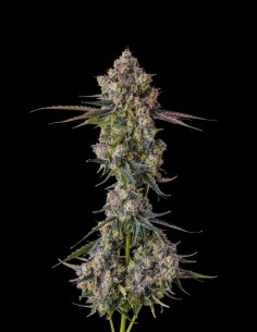 Zhampagne (Compound Genetics) 🥂 Potenza Candy Gas