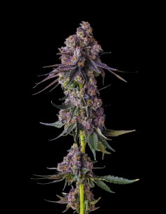 Rainbow Guavé (Compound Genetics) 🍹 Colpo Tropicale