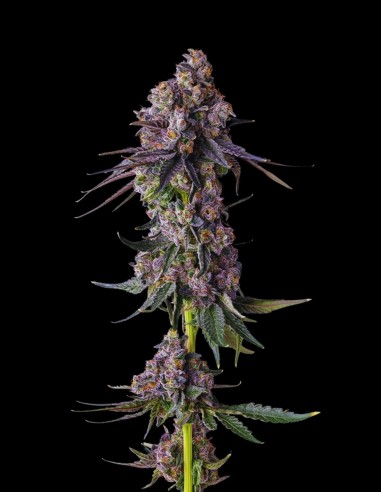 Rainbow Guavé (Compound Genetics) 🍹 Colpo Tropicale