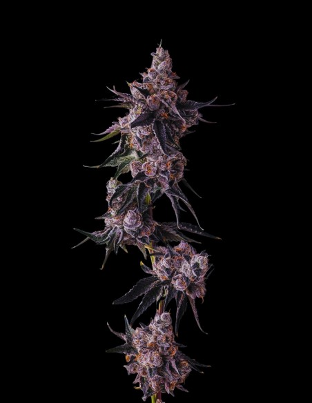 Lemon Cherry Pavé (Compound Genetics) 🍒 Ciliegia Scura