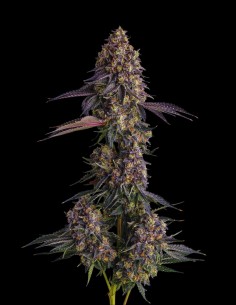 Kumamotoz (Compound Genetics) 🍹 Sapore Gas Esotico