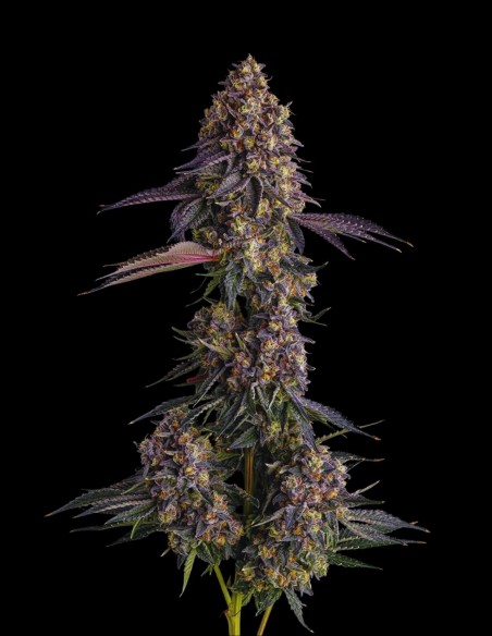 Kumamotoz (Compound Genetics) 🍹 Sapore Gas Esotico