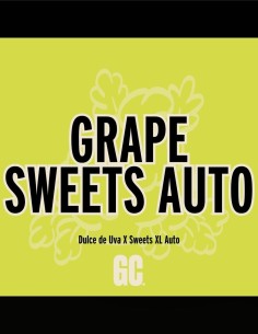 Grape Sweets Auto (Grand Cru Genetics) 🍇 Sweet Autoflower