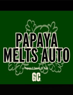 Papaya Melts Auto (Grand Cru Genetics) 🌴 Tropical Taste