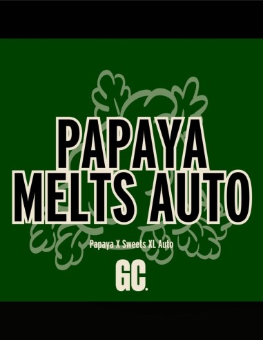 Papaya Melts Auto (Grand Cru Genetics) 🌴 Tropical Taste