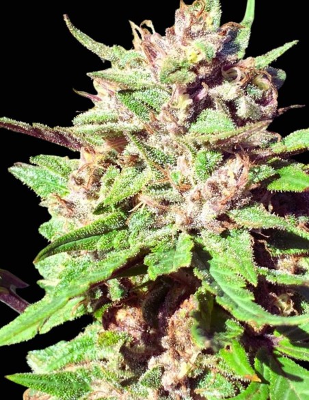 ErdPurt x PCK (Ace Seeds) 🍓​​ Extrem kälteresistente Indica