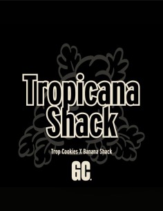 Tropicana Shack (Grand Cru Genetics) 🍊 Orange Soda Terps