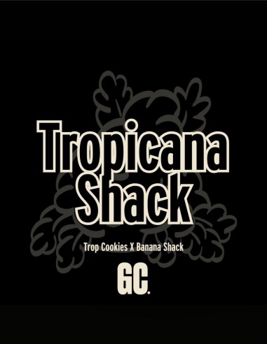 Tropicana Shack (Grand Cru Genetics) 🍊 Orange Soda Terps