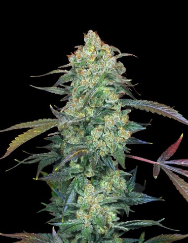 AK-47 (Serious Seeds) 🏆 Legendaria y premiada