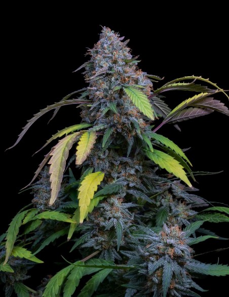 AK-47 (Serious Seeds) 🏆 Legendaria y premiada