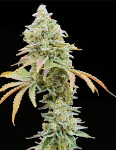 Gushii X Grape Sunshine (Commonwealth Seed Co) 🍇 Fruttato