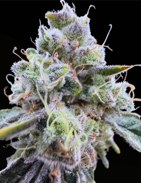 Gushii X Grape Sunshine (Commonwealth Seed Co) 🍇 Fruttato