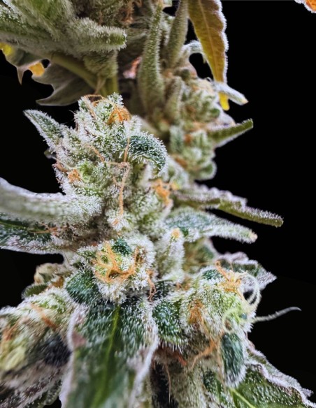 Gushii X Grape Sunshine (Commonwealth Seed Co) 🍇 Fruttato