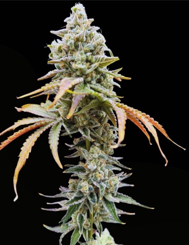 Gushii X Grape Sunshine (Commonwealth Seed Co) 🍇 Fruttato