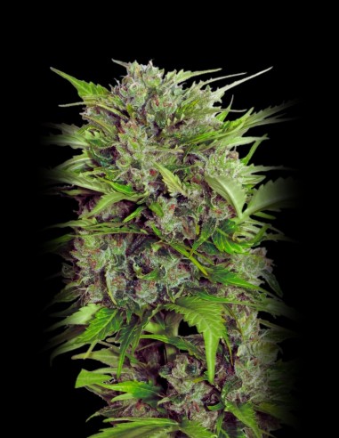 Auto AK-47 (Serious Seeds) 🍋 Classic AK Flavor Fast Harvest