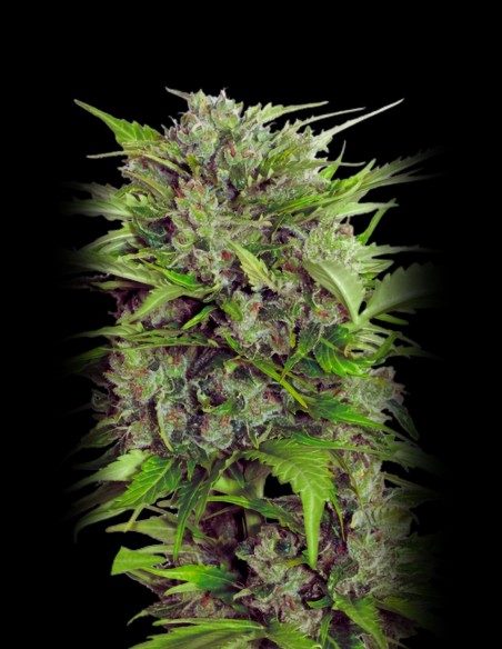 Auto AK-47 (Serious Seeds) 🍋 Classic AK Flavor Fast Harvest